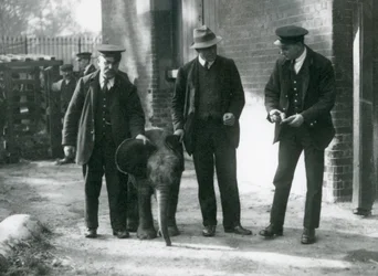 Neu angekommener Pygmäenwaldelefant 